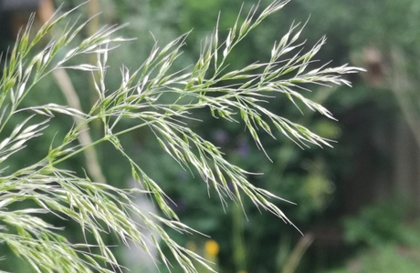Goldhafer (Trisetum flavescens) - © Bernard Wieser
